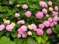 Гортензия крупнолистная Эндлесс Саммер