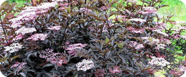 Бузина черная