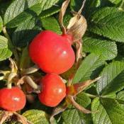 Роза морщинистая (Rosa rugosa)