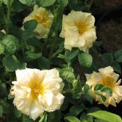 Роза Агнес (Rosa Agnes)