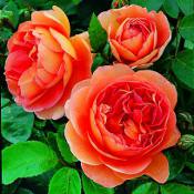 Роза Пэт Остин