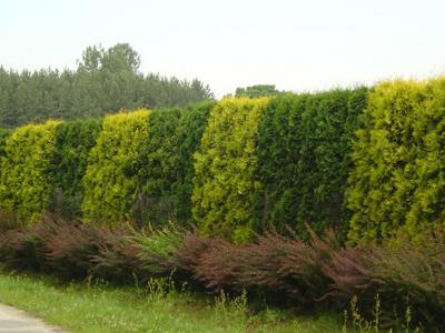 Ритм и цвет в живых изгородях Ритм и цвет в живых изгородях