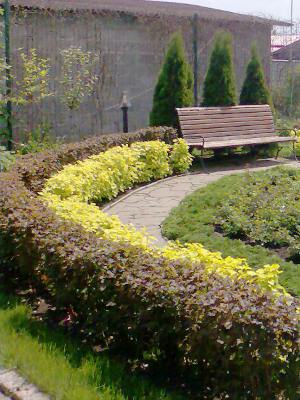 Ритм и цвет в живых изгородях Ритм и цвет в живых изгородях