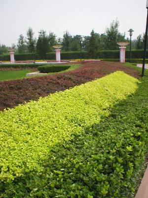 Ритм и цвет в живых изгородях Ритм и цвет в живых изгородях