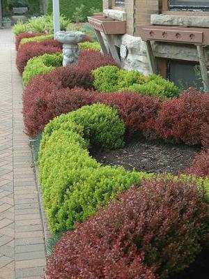 Ритм и цвет в живых изгородях Ритм и цвет в живых изгородях