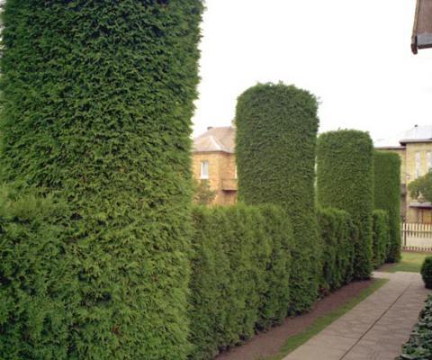 форма живой изгороди из туи Необычная форма живой изгороди из туи