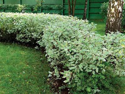 дерен белый Стриженная живая изгородь: дерен белый