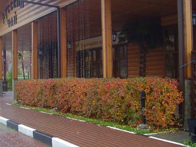 Кизильник блестящий Стриженная живая изгородь: кизильник блестящий