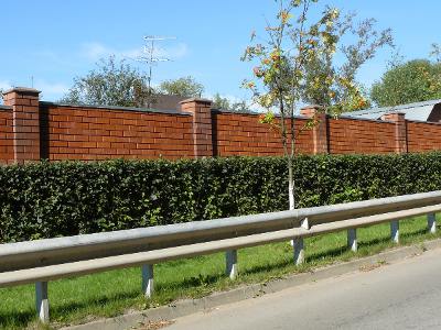 боярышник сибирский Стриженная живая изгородь: боярышник сибирский