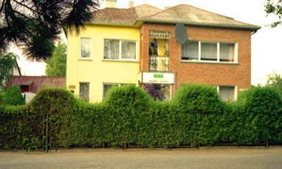 Необычные живые изгороди: Бирючина обыкновенная Необычные живые изгороди: Бирючина обыкновенная