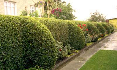 Необычные живые изгороди из бирючины Необычные живые изгороди из бирючины