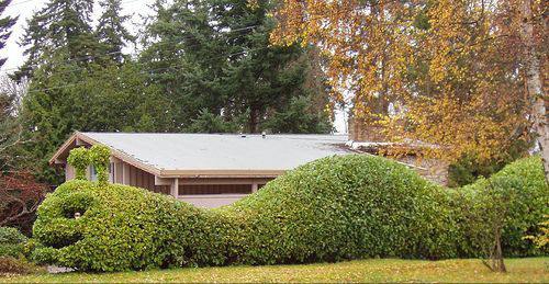 Необычные живые изгороди: Боярышник полумягкий Необычные живые изгороди: Боярышник полумягкий