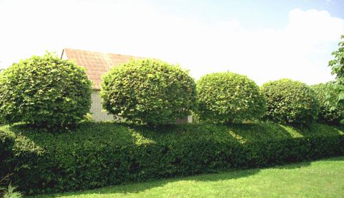 Необычные живые изгороди: Липа крупнолистная и кизильник Необычные живые изгороди: Липа крупнолистная и кизильник