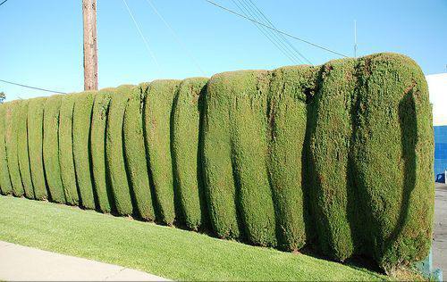 Необычные живые изгороди: Туя западная Необычные живые изгороди: Туя западная