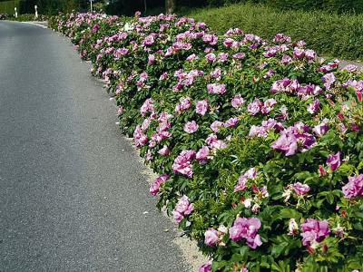 шиповник Свободные живые изгороди: шиповник