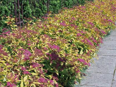 спирея японская Голден Принцесс Свободные живые изгороди: спирея японская Голден Принцесс