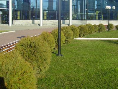 туя глобоза Свободные живые изгороди: туя глобоза