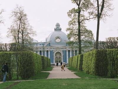 липа крупнолистная Стриженная живая изгородь: липа крупнолистная
