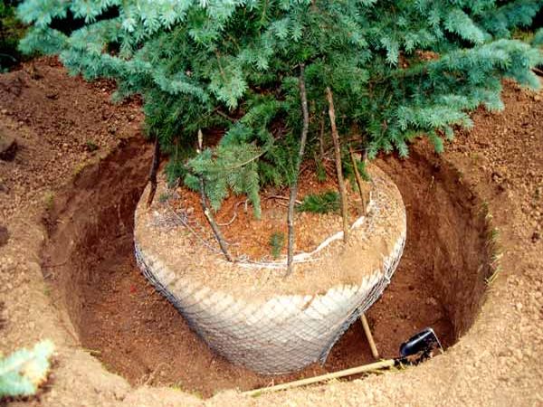 посадка в мешковине