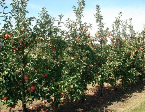 Яблоня "Жигулевское". Сады