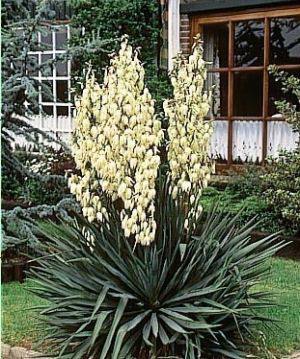 Солитер Солитер