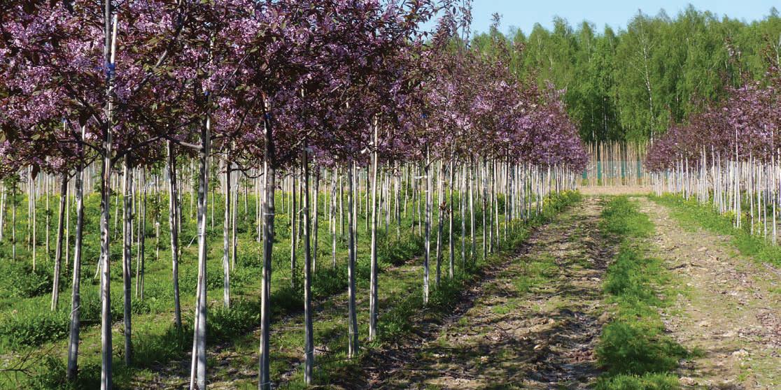 Посадочный материал