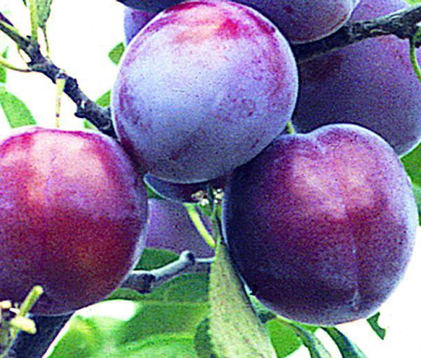 Венгерка московская