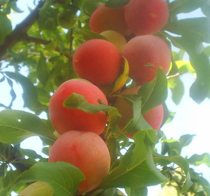 Персиковая