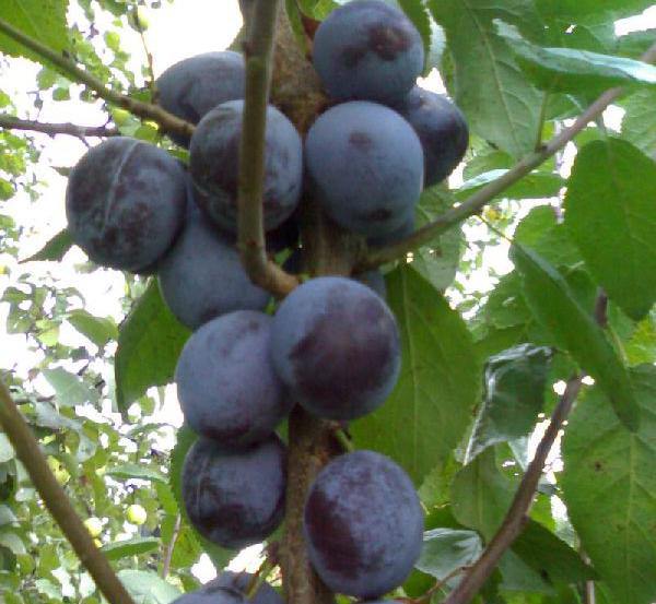 Тульская черная