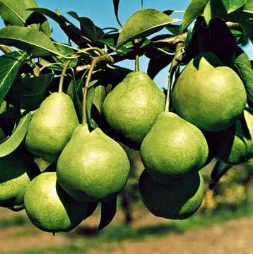 Груша Августовская роса