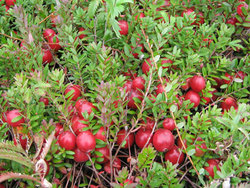 Клюква Стивенс (Stevens)