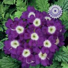 Вербена гибридная 'Обсешн Блю виз Ай' (синий с гл.) 