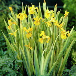 Ирис болотный (аировидный) ‘Вариегата’