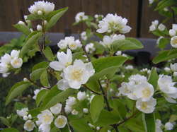 Чубушник  'Алебастер'