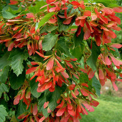Клён татарский (Acer tataricum)