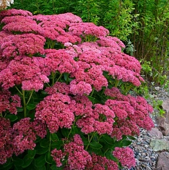 Седум белый (Очиток) 'Лайм Перлс'