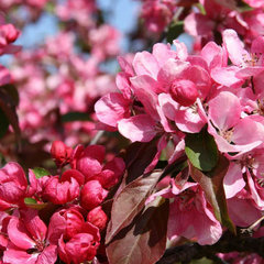 Яблоня декоративная 'Рудольф'