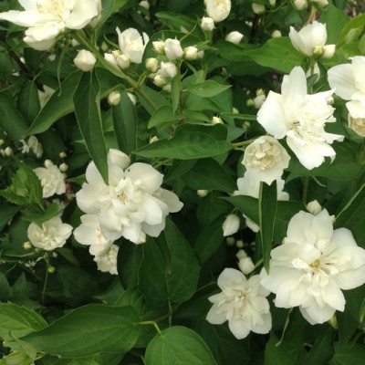 Чубушник Лунный свет, Вехов 1942