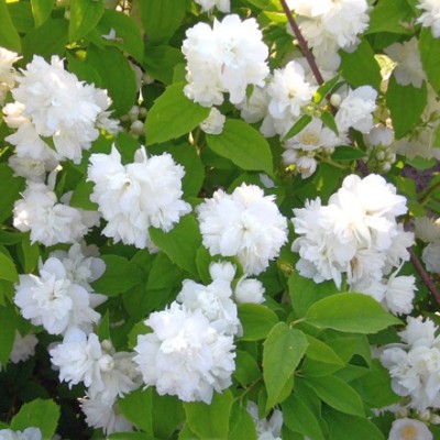 Жемчуг, цветок