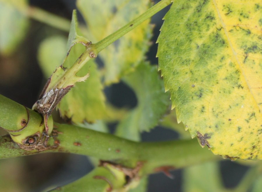 Бактериальный рак стебля розы.