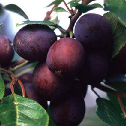 Заречная ранняя