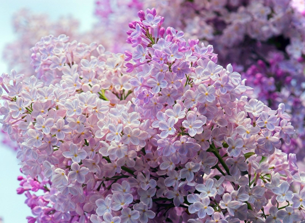 Кусты сирени Цветки сирени обыкновенной