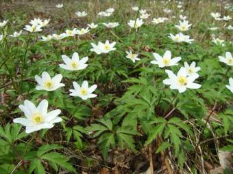 Ветряница дубравная