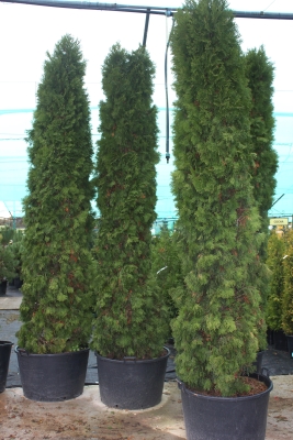 Туя Смарагд