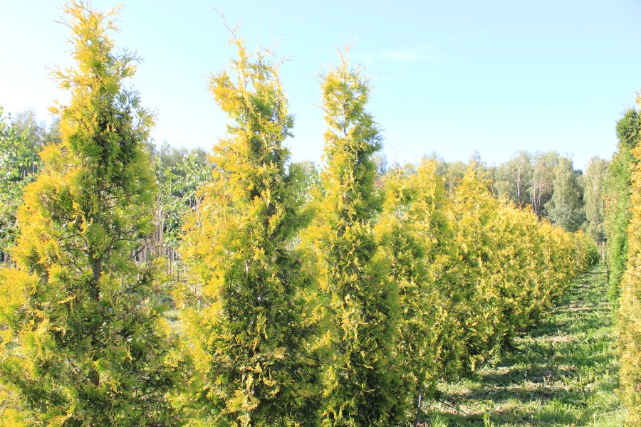 Туя еллоу рибон в полях садового центра южный.