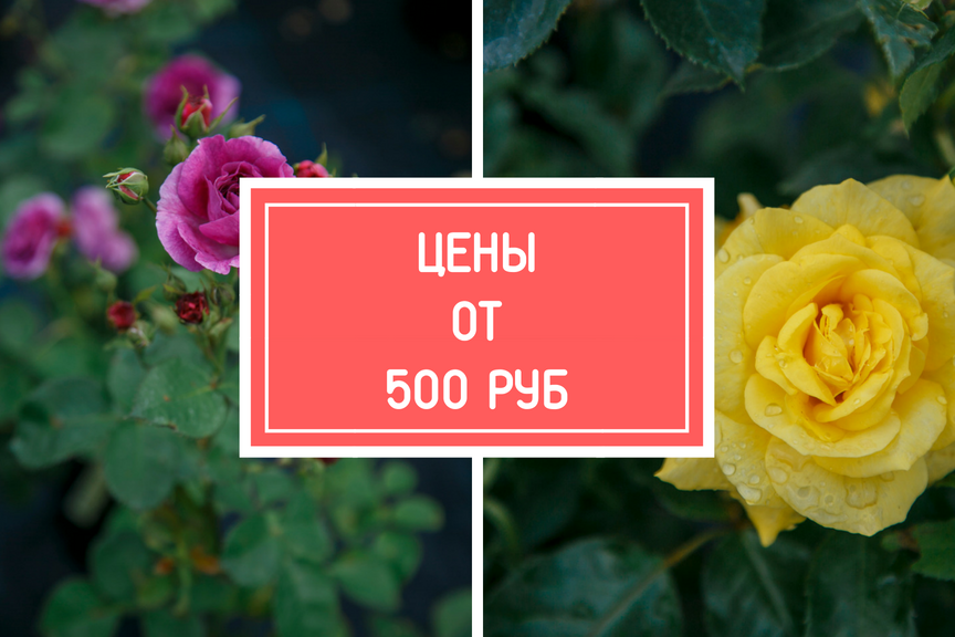 Каталог Роз