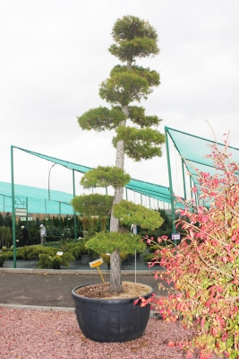 Лиственница европейская Бонсай