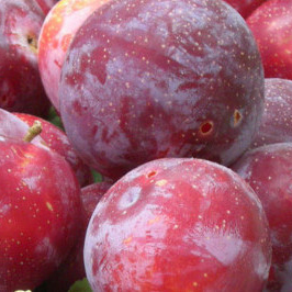 Слива гармония