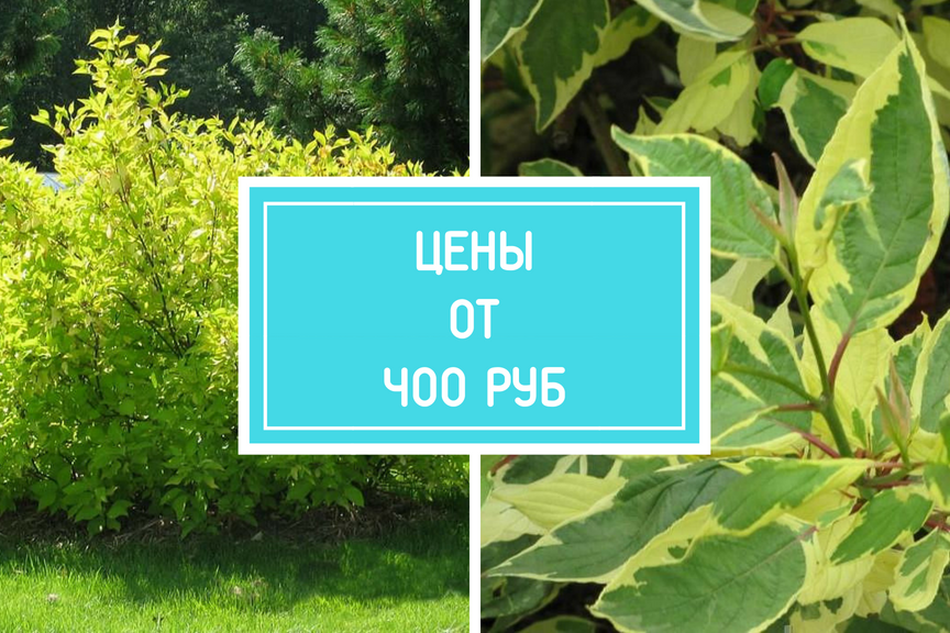 Каталог Дёрна