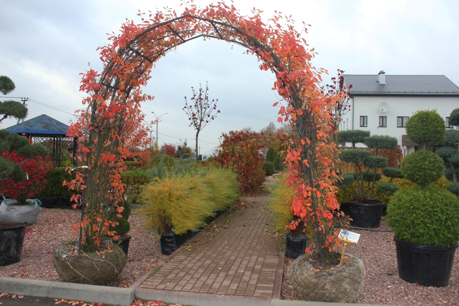 Ирга ламарка арка